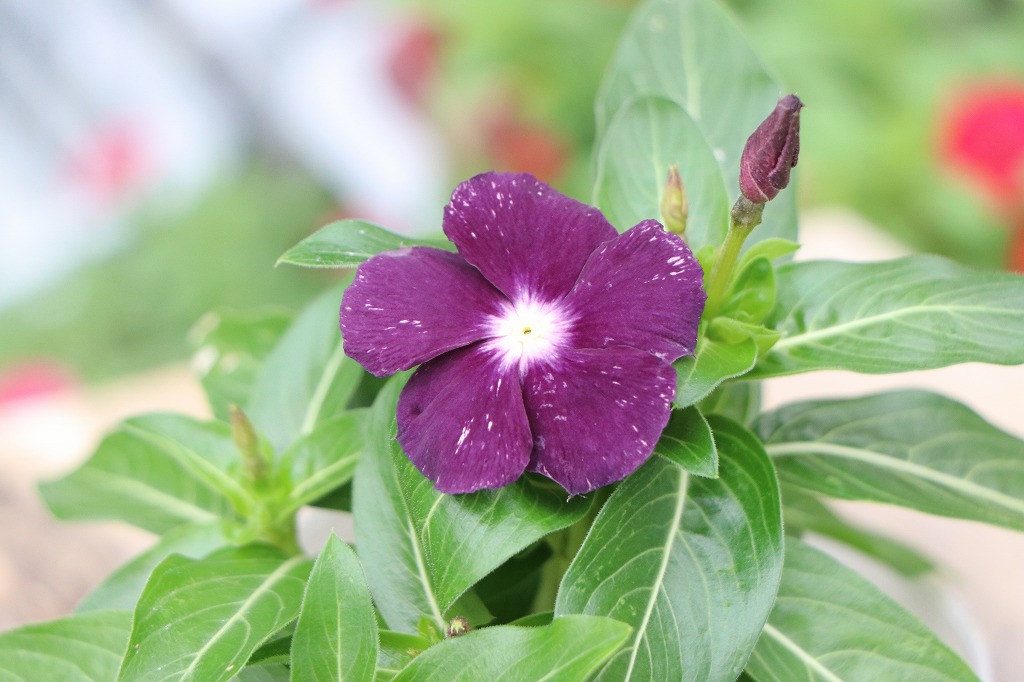 ニチニチソウ ブラックベリー 深いパープル 花壇 寄せ植え 鉢植え 夏の花