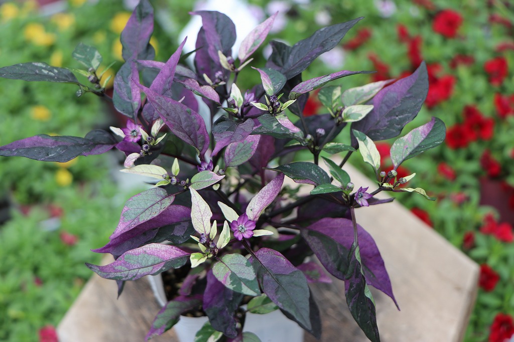 観賞用トウガラシ パープルフラッシュ 斑入り葉 紫の実 寄せ植え 花壇 鉢植え