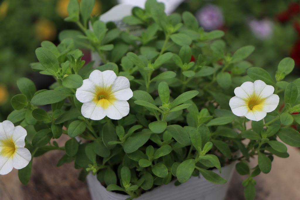 一重咲き カリブラコア ウノ ホワイトイエローアイ 白花 寄せ植え 花壇 鉢植え ハンギング