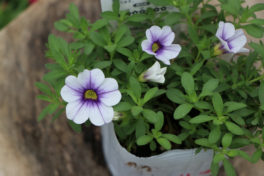 一重咲き カリブラコア ネオ ライトブルーベイン ライトブルー 寄せ植え 花壇 鉢植え ハンギング