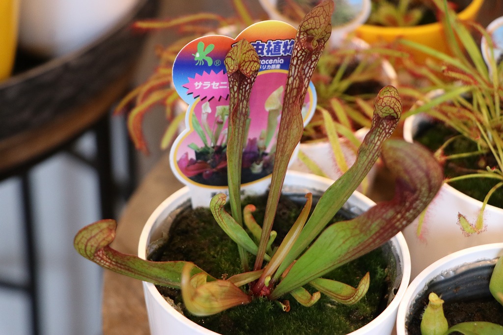 グリーンプラザ山長（奈良県生駒市） -食虫植物が入荷しました