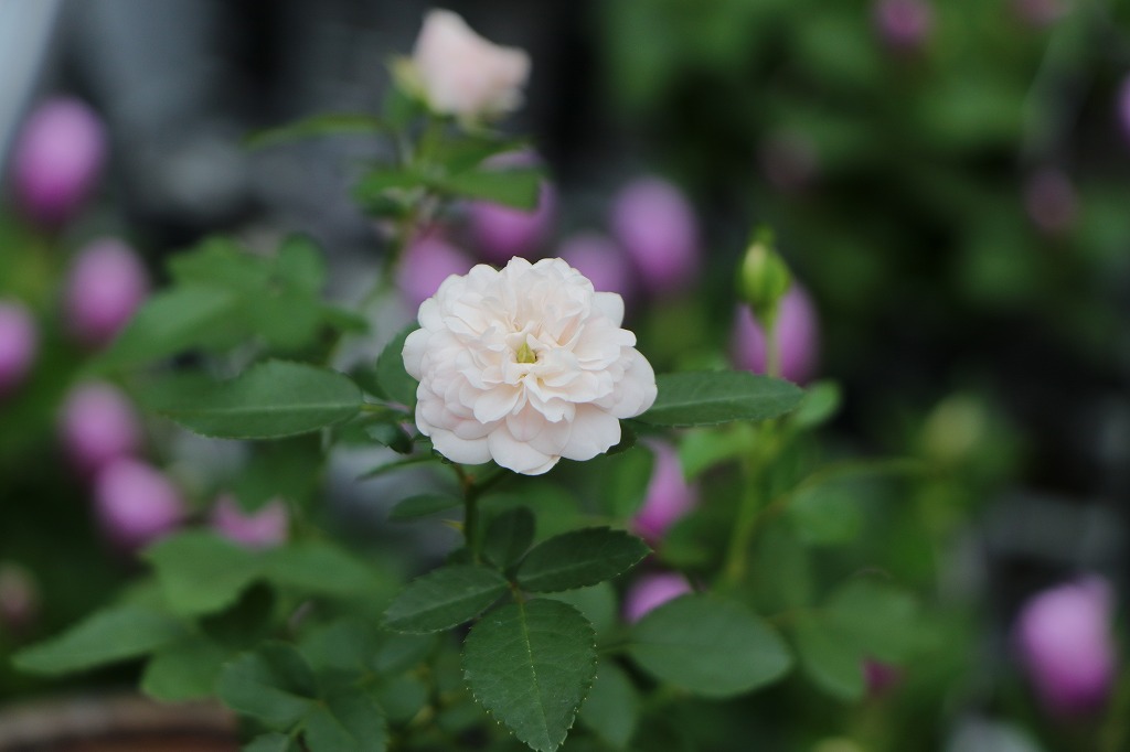 四季咲き ミニバラ グリーンアイス 3号ポット苗 寄せ植え 花壇