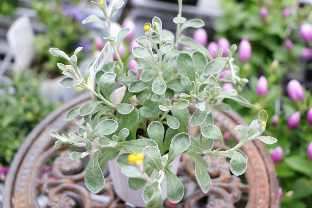 クリソセファラム 3号ポット苗 寄せ植え 花壇 鉢植え お洒落 オシャレ 春の花 花 グランドカバー カラーリーフ