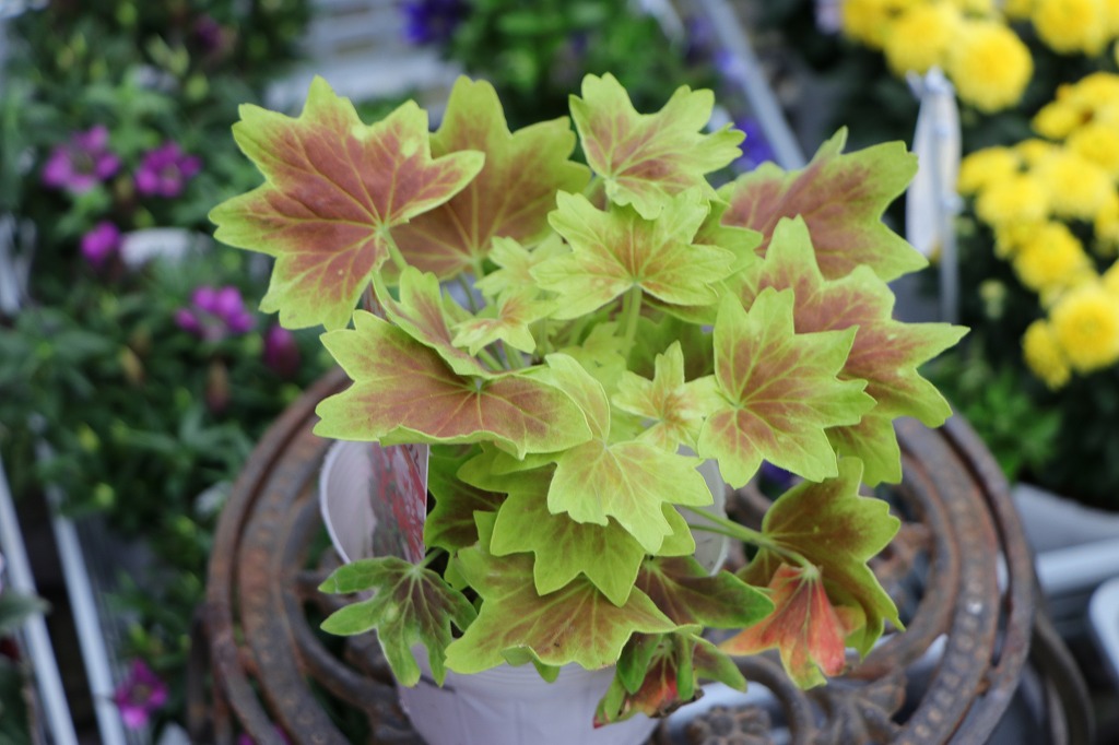 もみじ葉ゼラニウム 3号ポット苗 寄せ植え 花壇