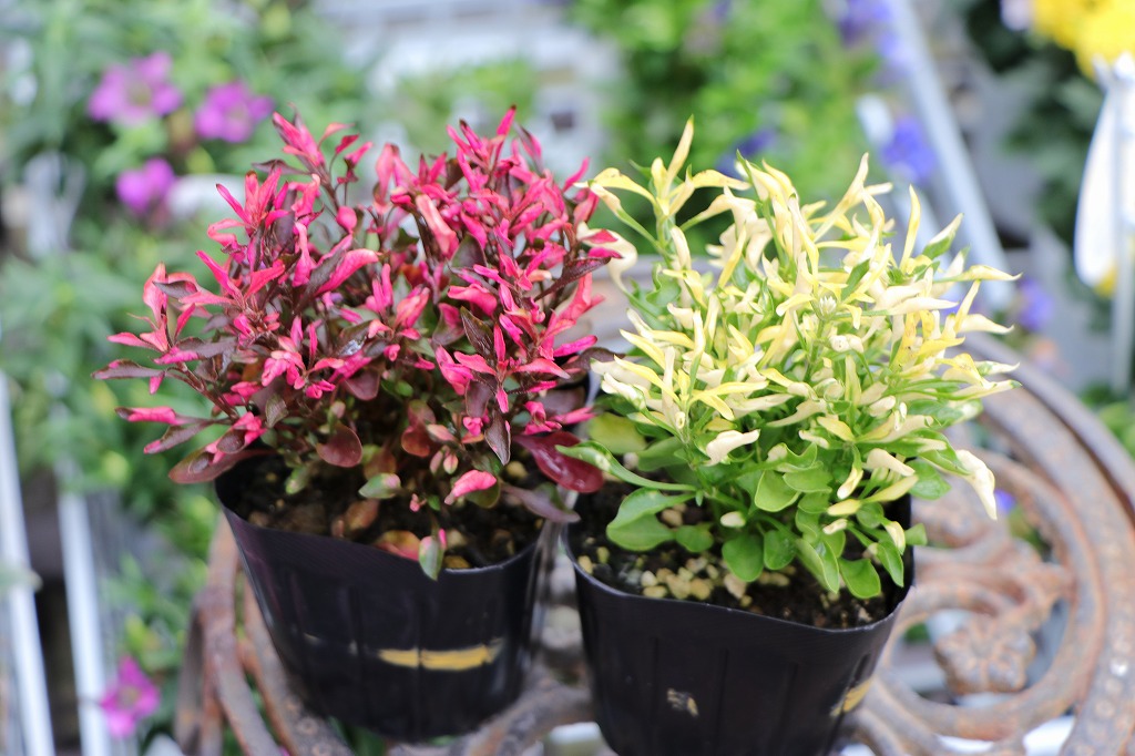 アキランサス カラーリーフ 秋の寄せ植え
