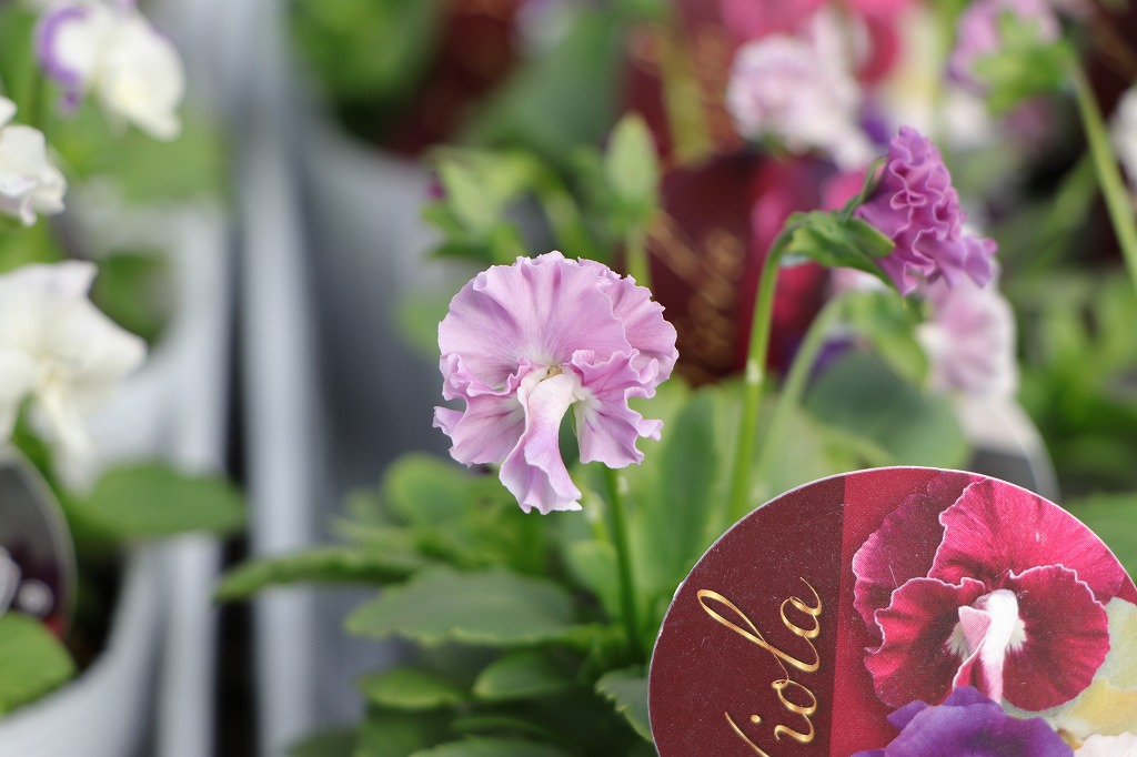 フリル咲き ビオラ ぞうさんビオラ ピンクミックス 3.5号ポット苗 寄せ植え 花壇 鉢植え お洒落 オシャレ 冬の花 花