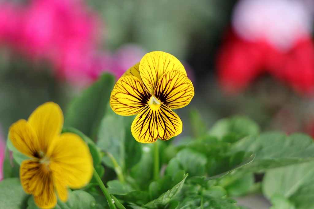 ビオラ タイガーアイ イエロー 3.5号ポット苗 大株 寄せ植え 鉢植え 花壇 お洒落 おしゃれ 可愛い かわいい 可憐 春の花 冬の花 花 苗 初心者