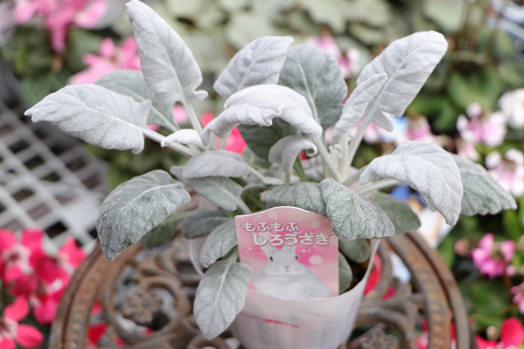 丸葉 シロタエギク もふもふ しろうさぎ 3〜3.5号ポット苗 白妙菊 白ウサギ 寄せ植え 花壇 鉢植え お洒落 可愛い 春の花 花 苗 初心者 カラーリーフ 希少