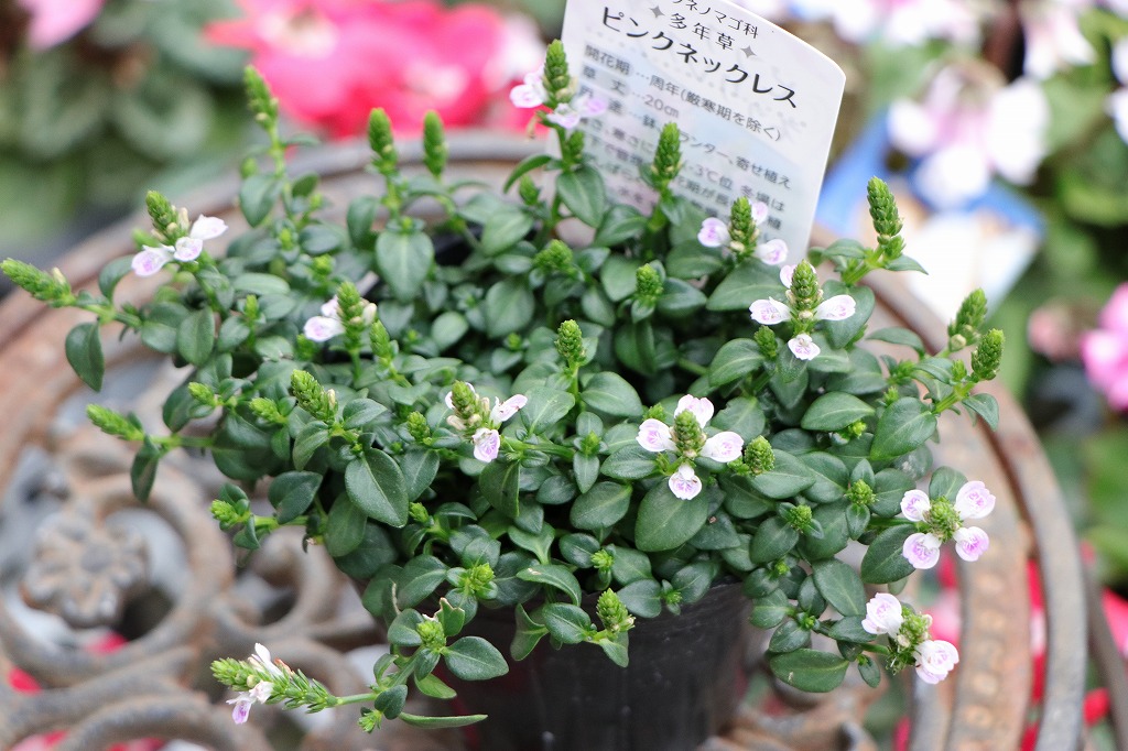 キツネノメマゴ ピンクネックレス 3〜3.5号ポット苗 寄せ植え 鉢植え 花壇 お洒落 おしゃれ 可愛い かわいい 春の花 夏の花 秋の花 花 苗 初心者