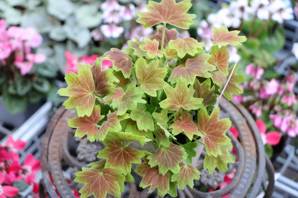 もみじ葉ゼラニウム 3号ポット苗 寄せ植え 花壇
