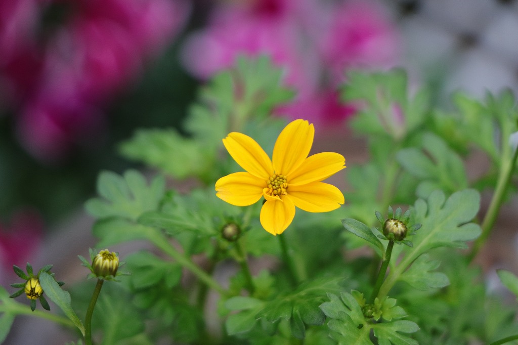 ビデンス ゴールデンエンパイア 3.5号ポット苗 寄せ植え 花壇