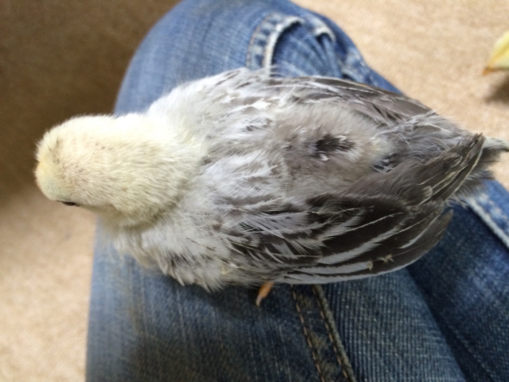 ヒヨコ チャボ 飼育日記 やっちゃ場農園日記