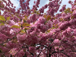 f:id:GSNYC:20190430045540j:plain f:id:GSNYC:20190430045540j:plain
