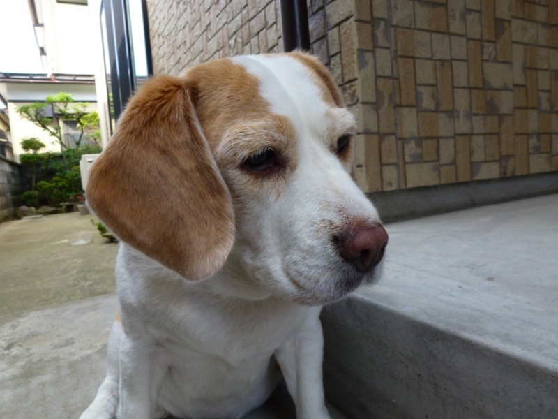 f:id:GSX-R1000:20120709080914j:image:w360