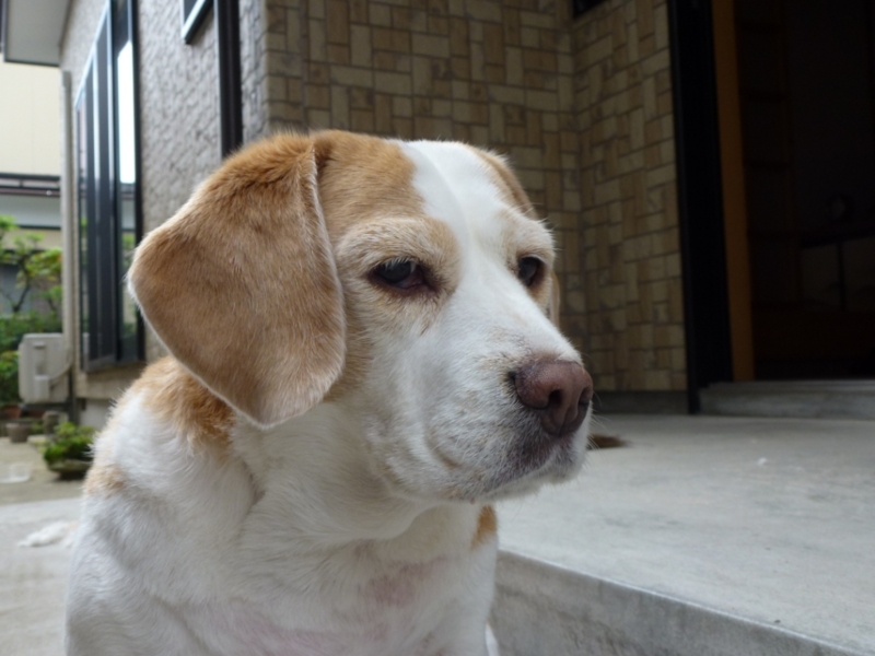 f:id:GSX-R1000:20120709083805j:image:w360