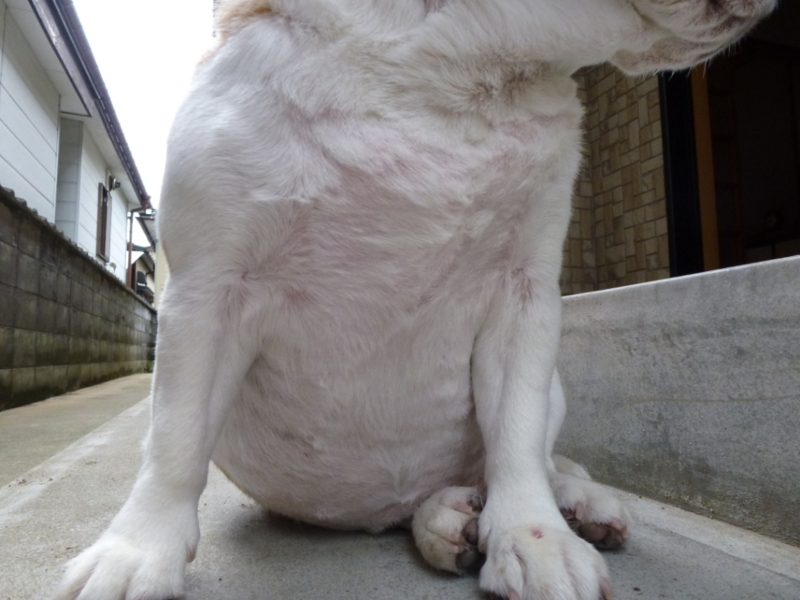 f:id:GSX-R1000:20120709083846j:image:w360