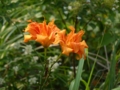 f:id:GSX-R1000:20120730171635j:image:medium