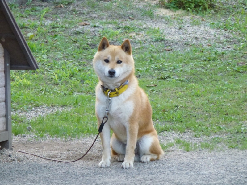 f:id:GSX-R1000:20120731203811j:image:w640