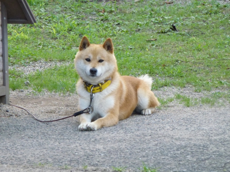 f:id:GSX-R1000:20120731203813j:image:w640