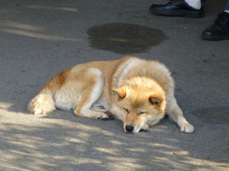 f:id:GSX-R1000:20120731203815j:image:w640