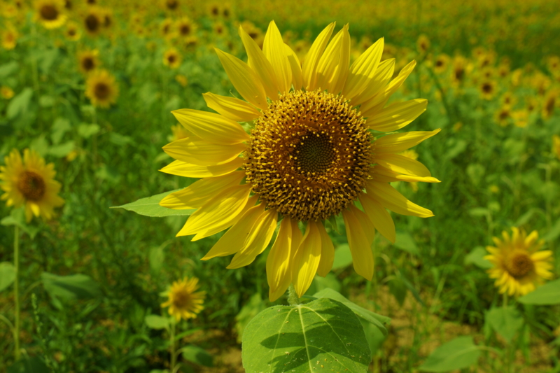 f:id:GSX-R1000:20120830192123j:image:w640