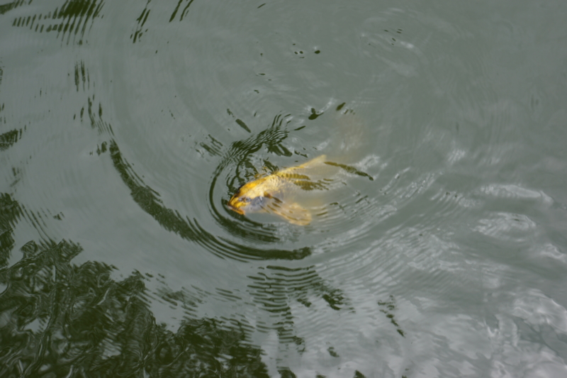 f:id:GSX-R1000:20120912180236j:image:w640
