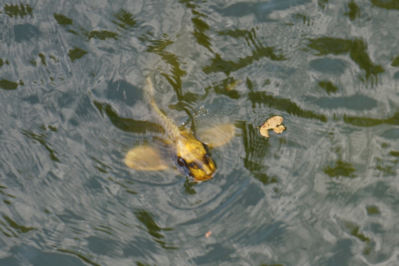 f:id:GSX-R1000:20120912180628j:image:w640