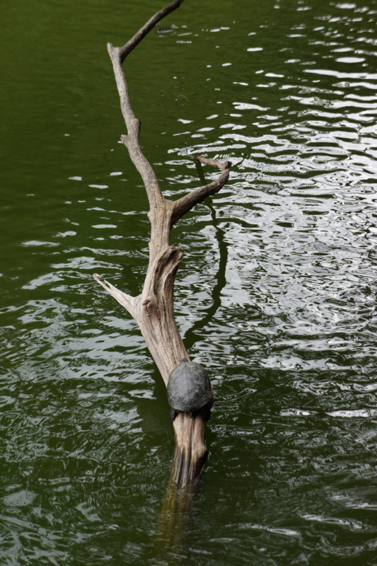 f:id:GSX-R1000:20120912181008j:image:w640