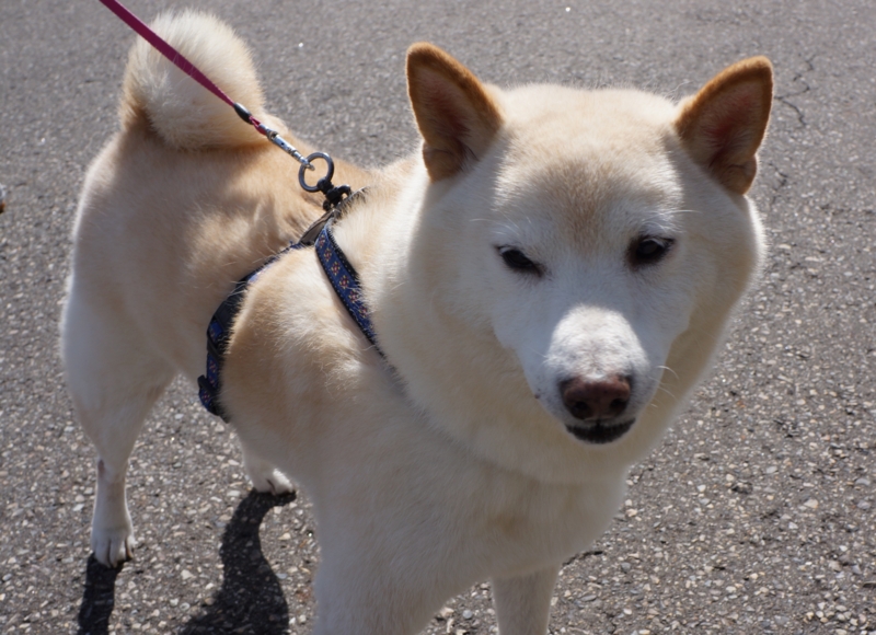 f:id:GSX-R1000:20121015093858j:image:w640