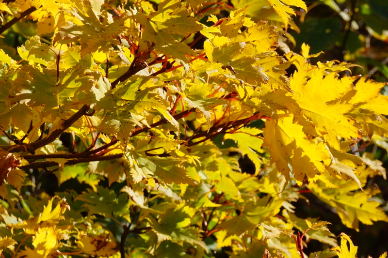 f:id:GSX-R1000:20121017204141j:image:w640