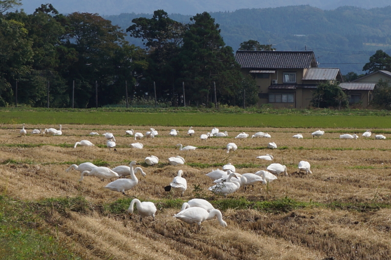 f:id:GSX-R1000:20121017204550j:image:w640