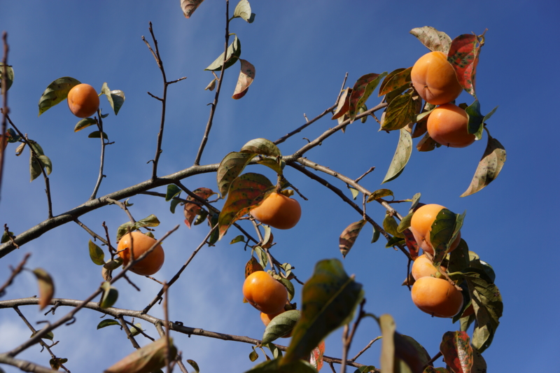 f:id:GSX-R1000:20121018081308j:image:w640