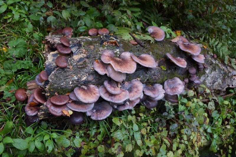 f:id:GSX-R1000:20121107225448j:image:w640 f:id:GSX-R1000:20121107225448j:image:w640