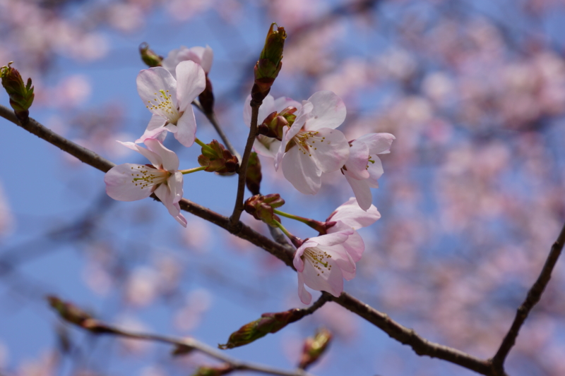 f:id:GSX-R1000:20130503212728j:image:w640