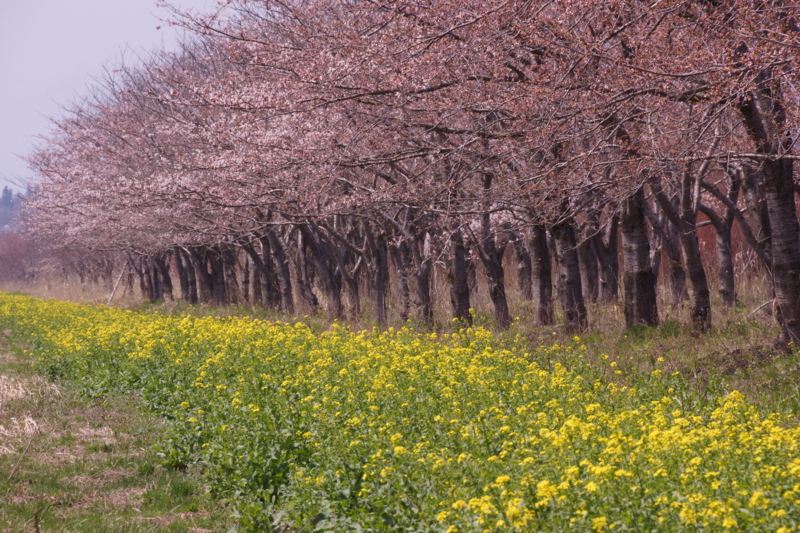 f:id:GSX-R1000:20130503213106j:image:w640