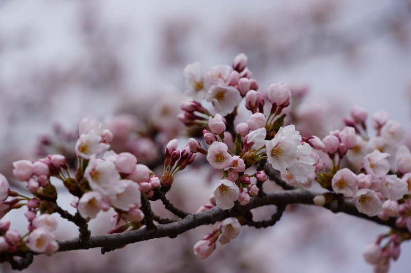 f:id:GSX-R1000:20130506210713j:image:w640