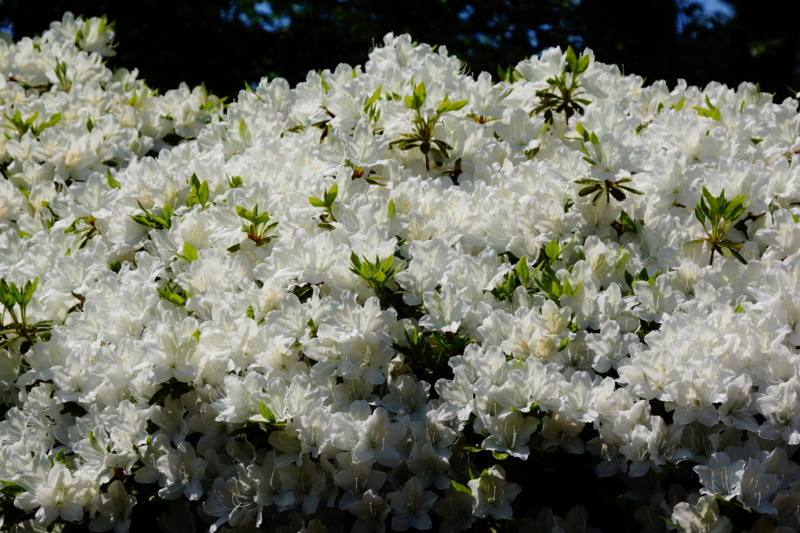 f:id:GSX-R1000:20130524192054j:image:w640