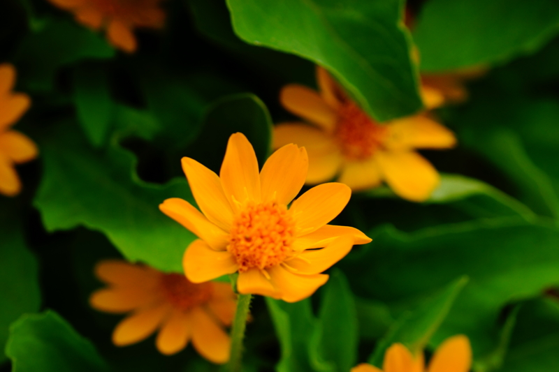 f:id:GSX-R1000:20130615201313j:image:w640