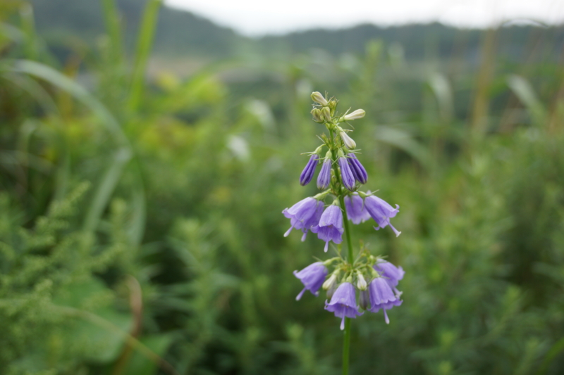 f:id:GSX-R1000:20130820203328j:image:w250