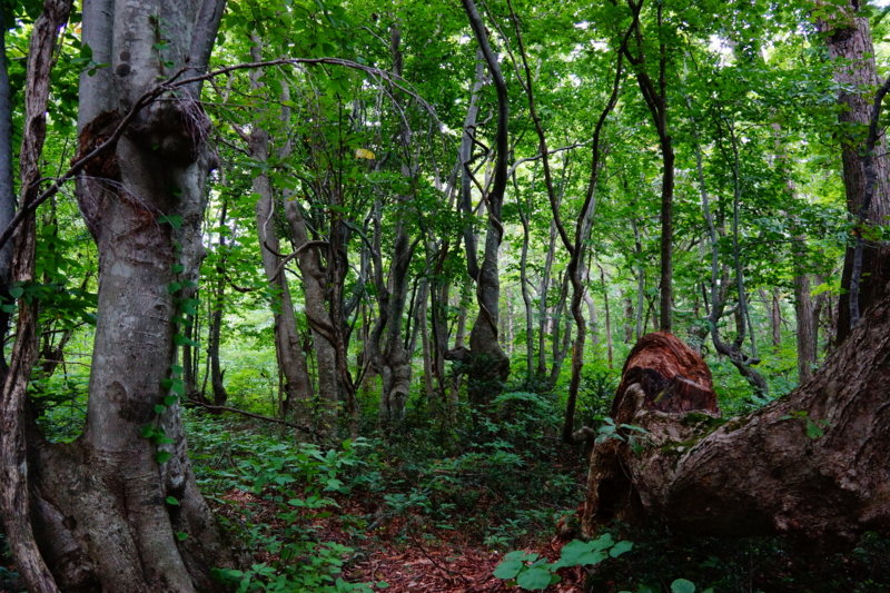 f:id:GSX-R1000:20130820205437j:image:w250