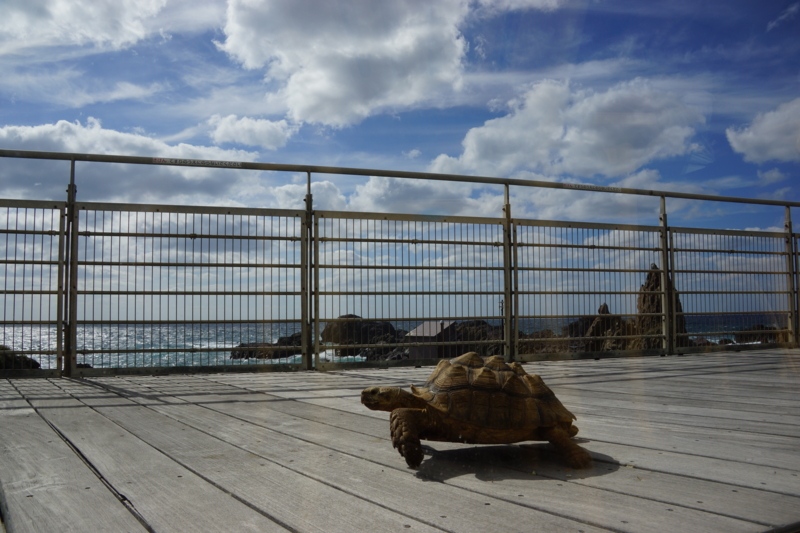 f:id:GSX-R1000:20131003190720j:image:w240