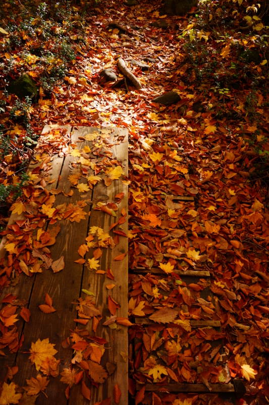 f:id:GSX-R1000:20131101213513j:image:w640