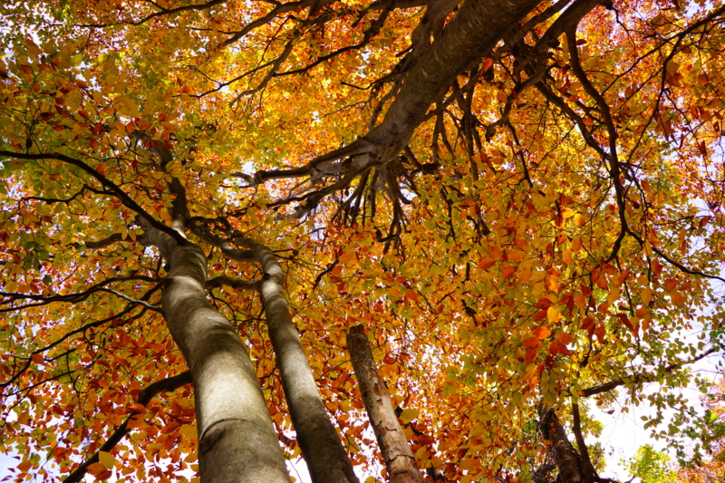 f:id:GSX-R1000:20131101214257j:image:w640