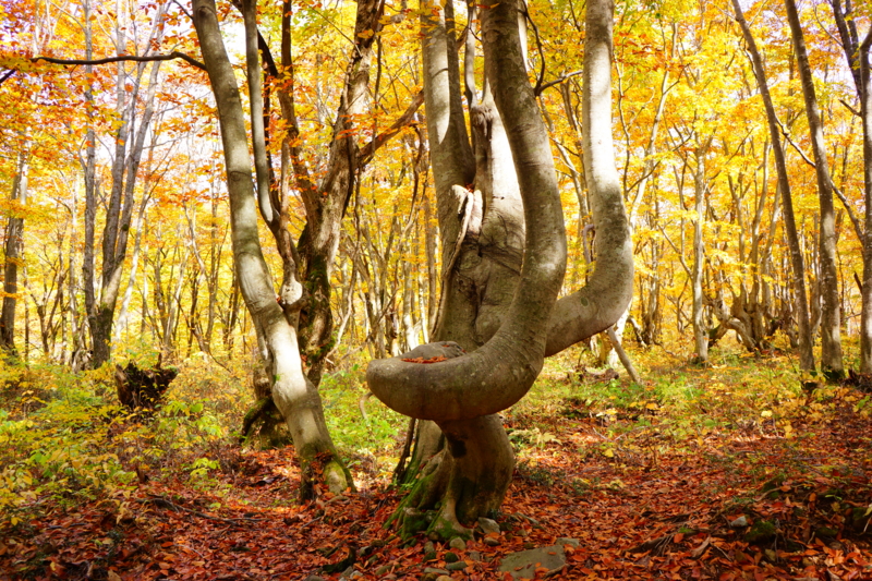 f:id:GSX-R1000:20131101214332j:image:w640