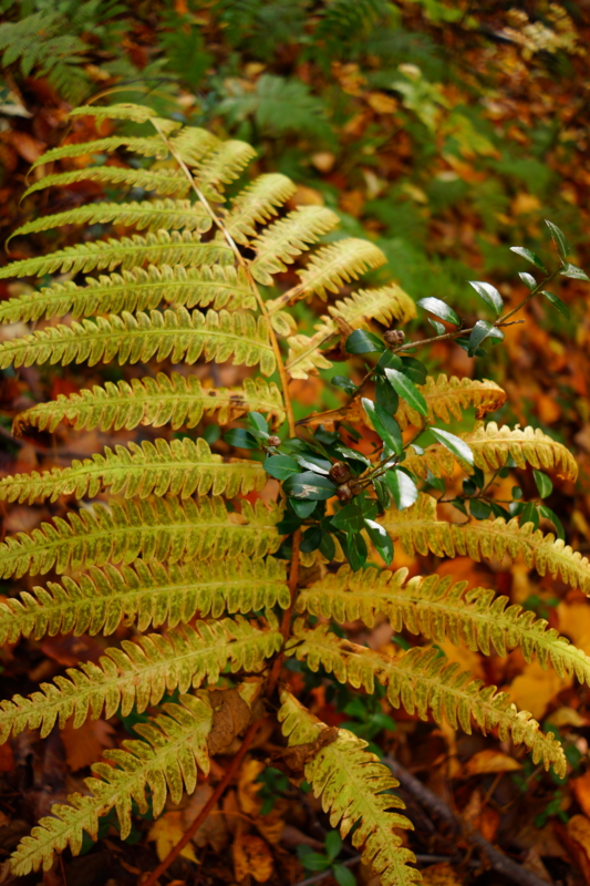 f:id:GSX-R1000:20131101214407j:image:w640