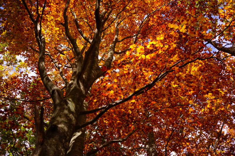 f:id:GSX-R1000:20131101214444j:image:w240