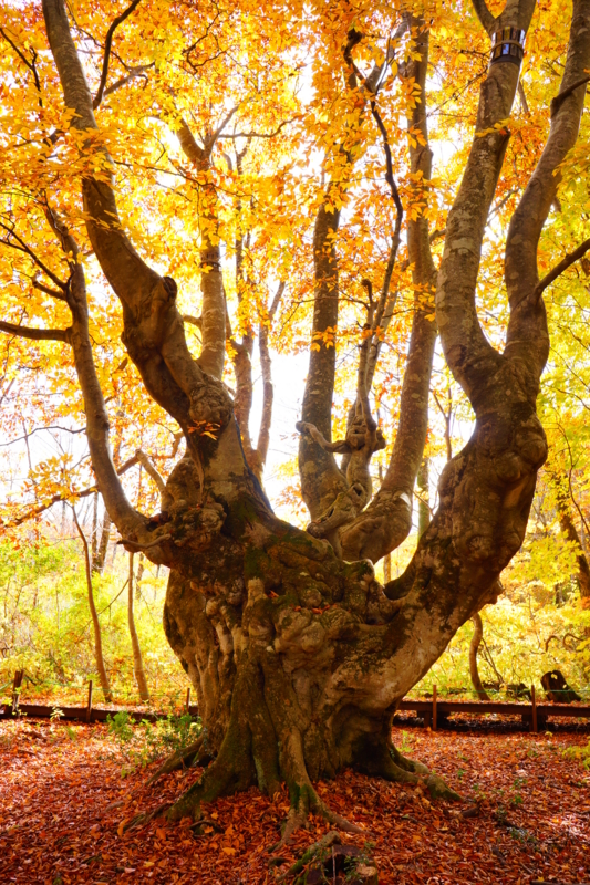 f:id:GSX-R1000:20131101214801j:image:w640