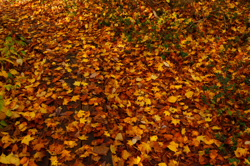 f:id:GSX-R1000:20131101215527j:image:w240