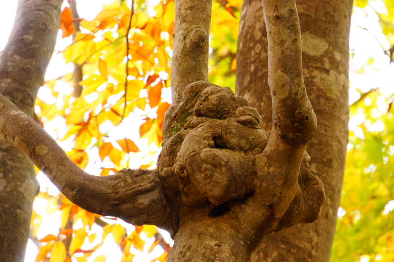 f:id:GSX-R1000:20131101215749j:image:w640