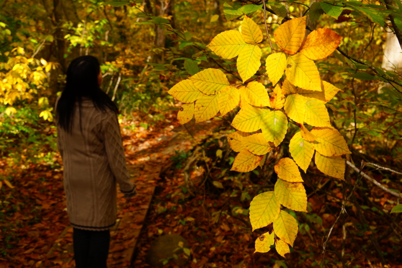 f:id:GSX-R1000:20131101220255j:image:w640